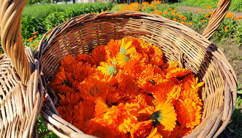 Cesta di fiori di calendula arancioni raccolti in un campo, piante officinali e coltivazione naturale