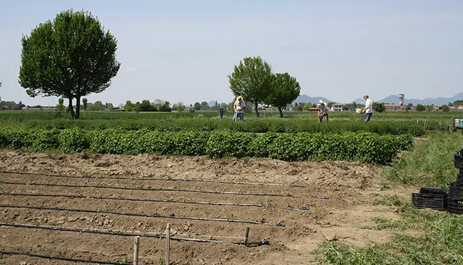 Campo di piante officinali con persone che lavorano alla coltivazione naturale Campo di piante officinali con persone che lavorano alla coltivazione naturale