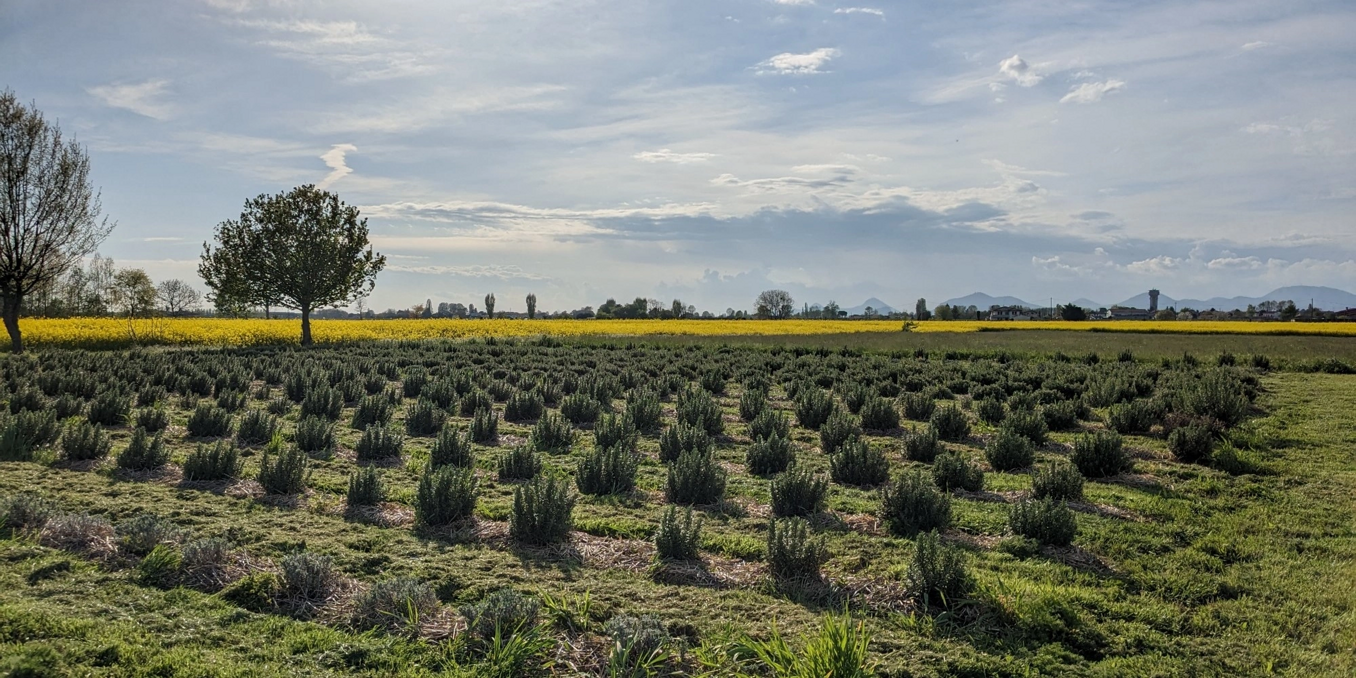 Campo di piante officinali sotto il cielo nuvoloso