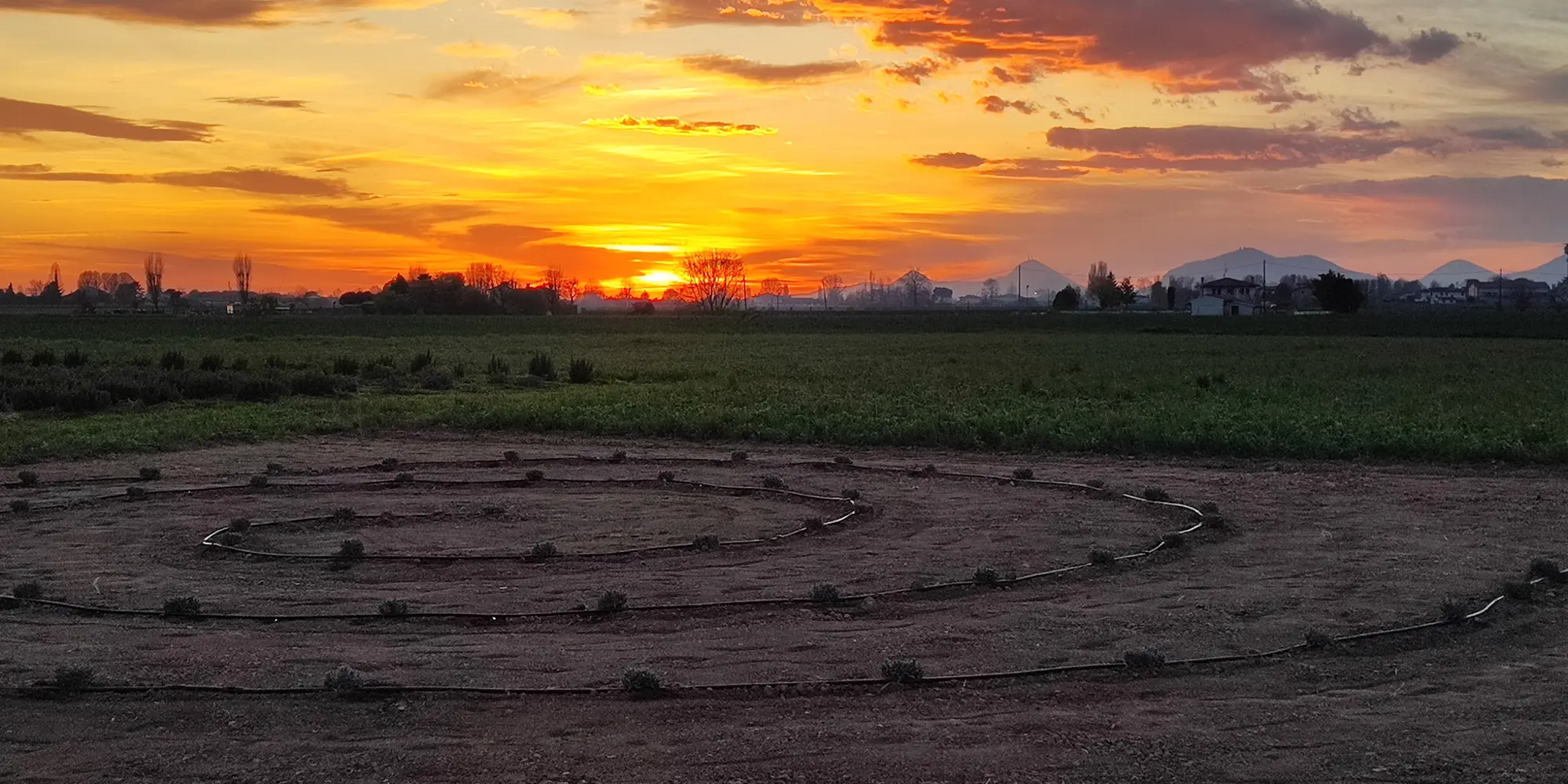 Tramonto su campo con spirale di piante