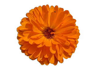 Fiore di Calendula arancione brillante su sfondo nero, pianta officinale usata per i suoi principi attivi e coltivazione naturale.