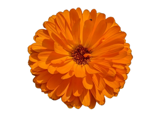 Fiore di Calendula officinalis su sfondo nero