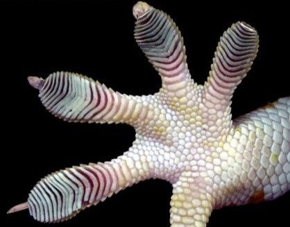 Bio-inspired design
