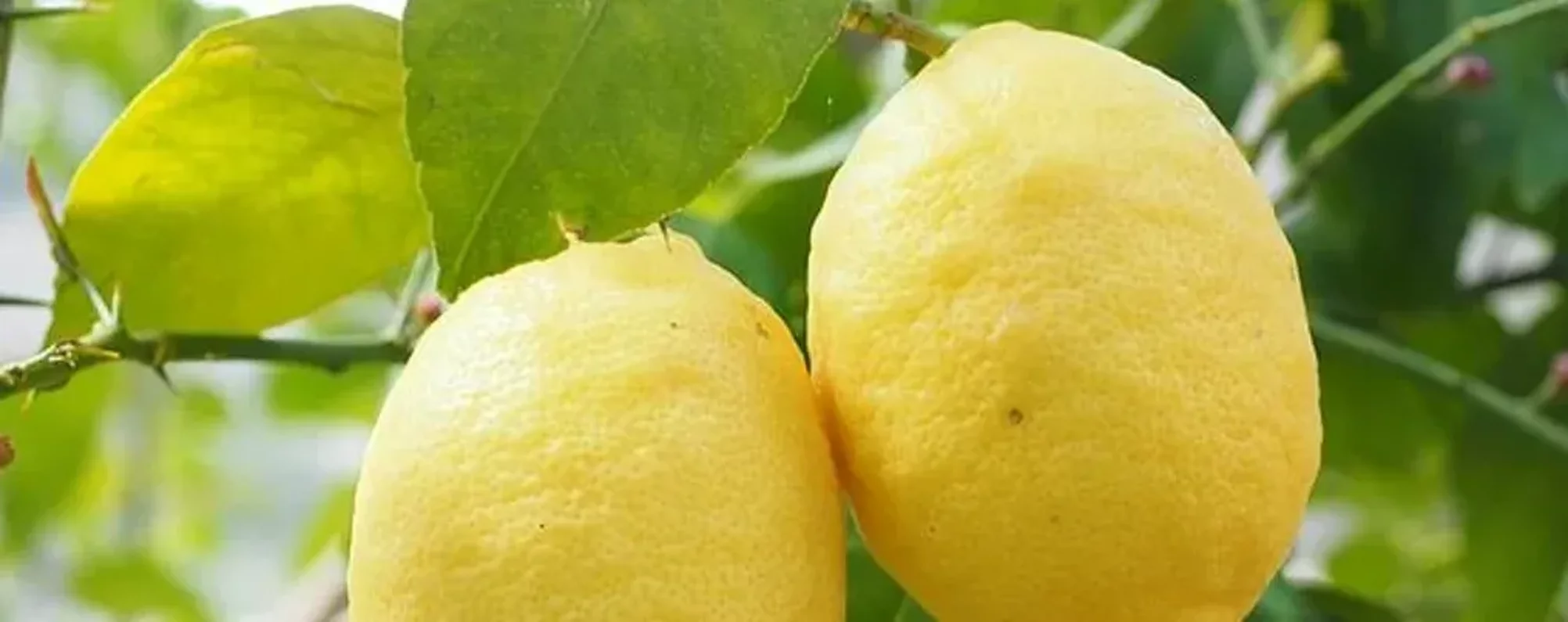 Acquista online Limoni di Calabria Biologici Acquista online Limoni di Calabria Biologici
