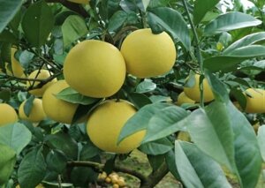 Pompelmo Giallo BIO | Cassetta da 3,5 Kg