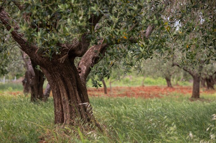 Geracese olive trees Geracese olive trees