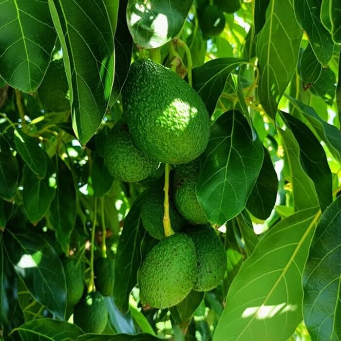 Un Avocado sano e Biologico