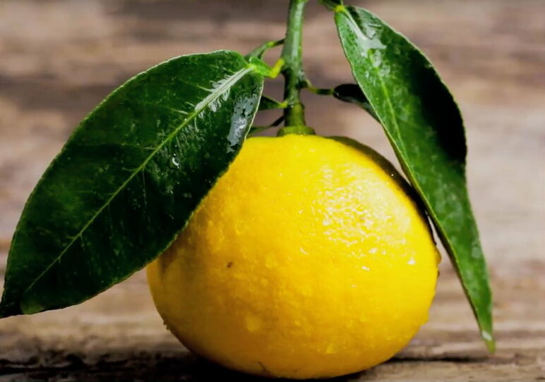 eyJpdCI6IkNhcmF0dGVyaXN0aWNoZSB1bmljaGUgZGVsIEJlcmdhbW90dG8gQ2FsYWJyZXNlIEJpbyIsImRlIjoiRWluemlnYXJ0aWdlIEVpZ2Vuc2NoYWZ0ZW4gZGVyIGthbGFicmlzY2hlbiBCaW8tQmVyZ2Ftb3R0ZSIsImVuIjoiVW5pcXVlIGNoYXJhY3RlcmlzdGljcyBvZiBPcmdhbmljIENhbGFicmlhbiBCZXJnYW1vdCIsImZyIjoiQ2FyYWN06XJpc3RpcXVlcyB1bmlxdWVzIGRlIGxhIEJlcmdhbW90ZSBkZSBDYWxhYnJlIEJpbyJ9