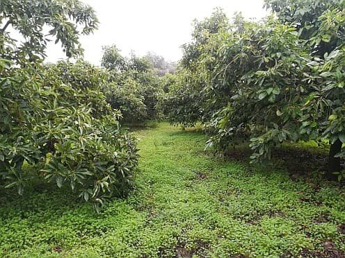 L'Avocado: questo sconosciuto!