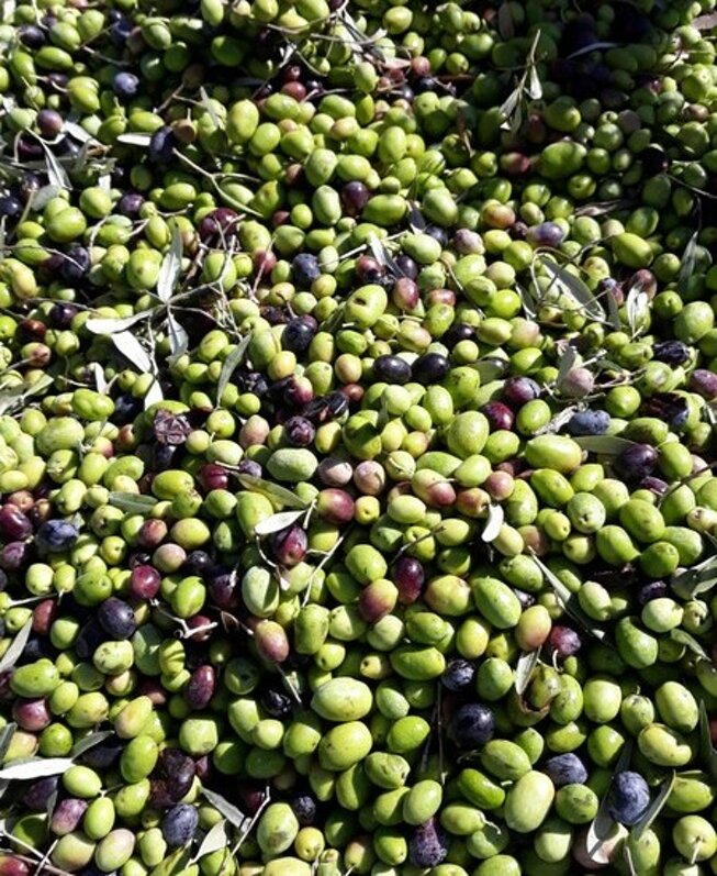 eyJpdCI6IkNhcmF0dGVyaXN0aWNoZSBkZWxsJ09saW8gRXh0cmF2ZXJnaW5lIGRpIE9saXZhIEJpb2xvZ2ljbyBHZXJhY2VzZSIsImVuIjoiQ2hhcmFjdGVyaXN0aWNzIG9mIEdlcmFjZXNlIE9yZ2FuaWMgRXh0cmEgVmlyZ2luIE9saXZlIE9pbCIsImZyIjoiQ2FyYWN06XJpc3RpcXVlcyBkZSBsJ2h1aWxlIGQnb2xpdmUgZXh0cmEgdmllcmdlIGJpb2xvZ2lxdWUgR2VyYWNlc2UiLCJkZSI6IkVpZ2Vuc2NoYWZ0ZW4gZGVzIEJpby1PbGl2ZW72bHMgRXh0cmEgVmVyZ2luZSBhdXMgR2VyYWNlc2UifQ==