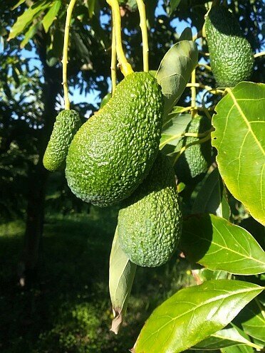 Comprare un Avocado Biologico Italiano. Perché ?