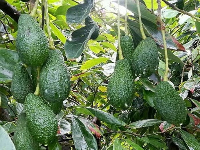 Compra Avocado Biologici