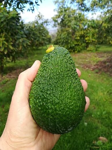 Avocado Biologici Italiani Vendita Online