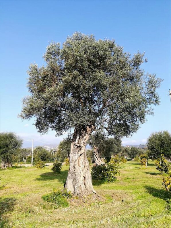 eyJpdCI6Ik9saW8gZXh0cmF2ZXJnaW5lIGRpIG9saXZhIEJpb2xvZ2ljbyAxMDAlIEl0YWxpYW5vIiwiZnIiOiJIdWlsZSBkJ29saXZlIGV4dHJhIHZpZXJnZSBiaW9sb2dpcXVlIDEwMCUgaXRhbGllbm5lIiwiZW4iOiIxMDAlIEl0YWxpYW4gb3JnYW5pYyBleHRyYSB2aXJnaW4gb2xpdmUgb2lsIiwiZGUiOiIxMDAgJSBpdGFsaWVuaXNjaGVzIEJpby1PbGl2ZW72bCBleHRyYSB2ZXJnaW5lIn0=