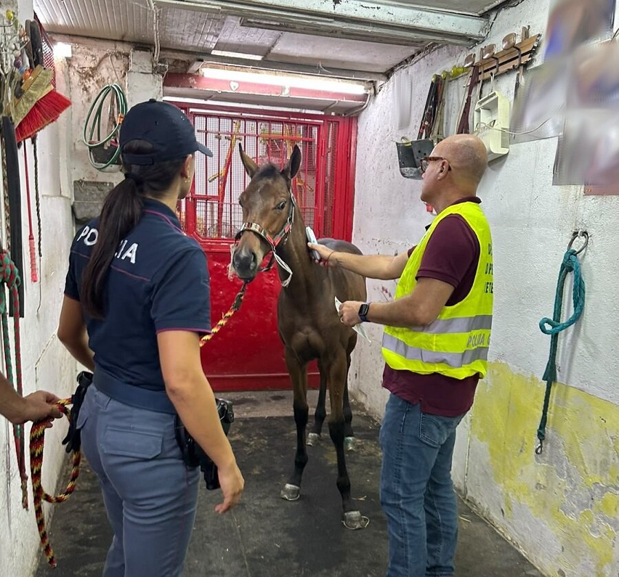Immediato intervento della Polizia di Stato per contrastare una corsa clandestina di cavalli a Palagonia Immediato intervento della Polizia di Stato per contrastare una corsa clandestina di cavalli a Palagonia