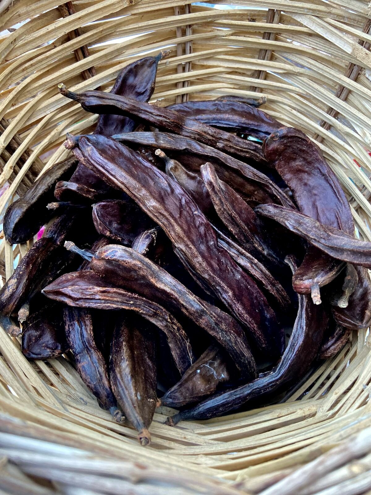carrubo-frutto.jpeg carrubo-frutto.jpeg