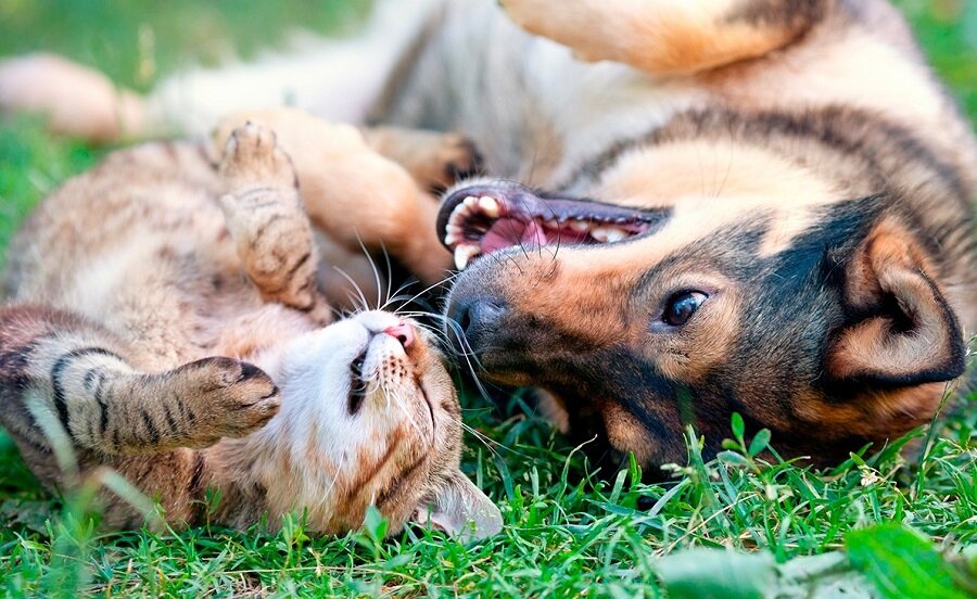 Terza Municipalità, più attenzione per i nostri animali e come proteggerli dal caldo estivo