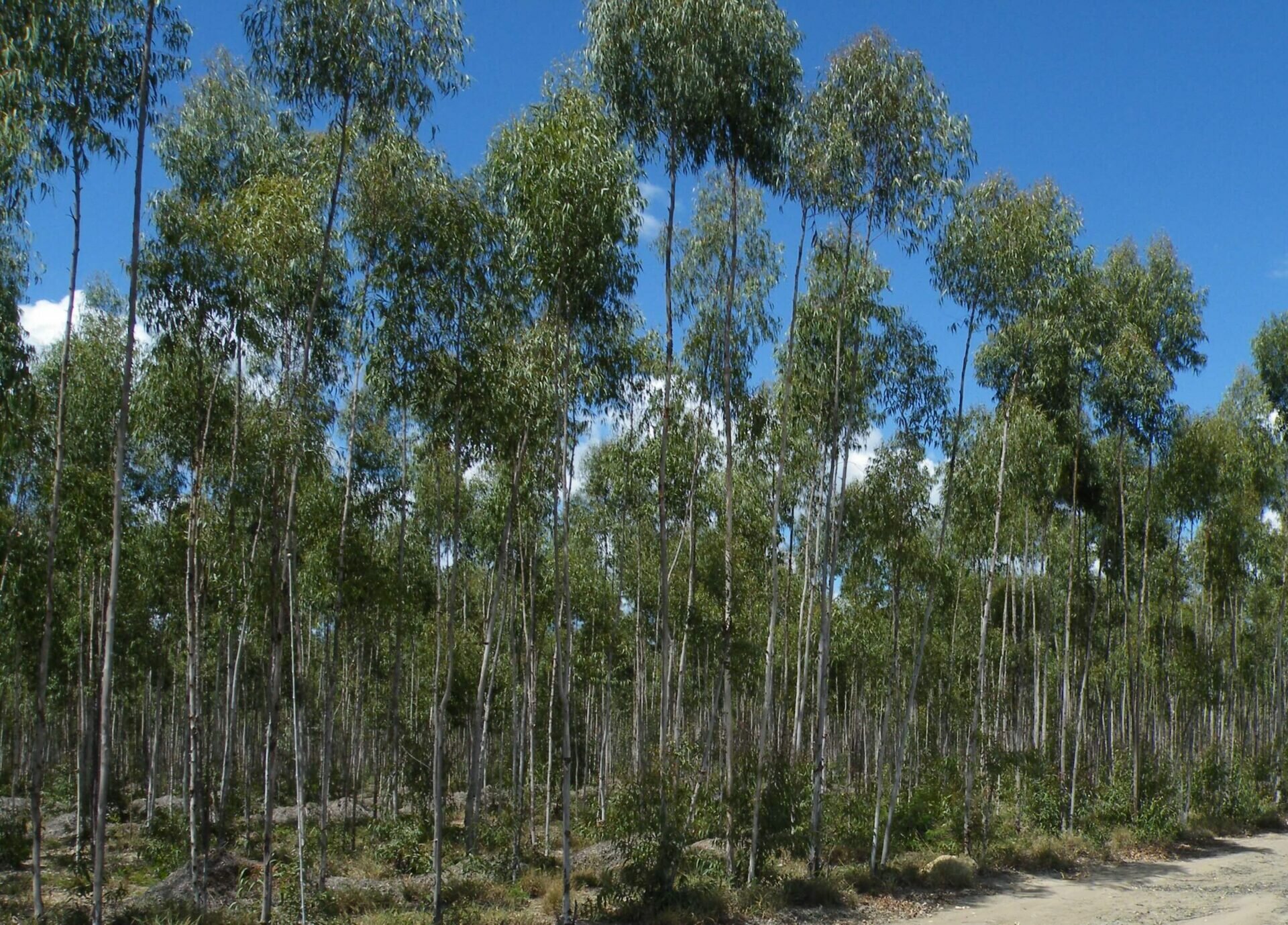 citriodiol_recently-harvested-trees-1920x1378.jpeg