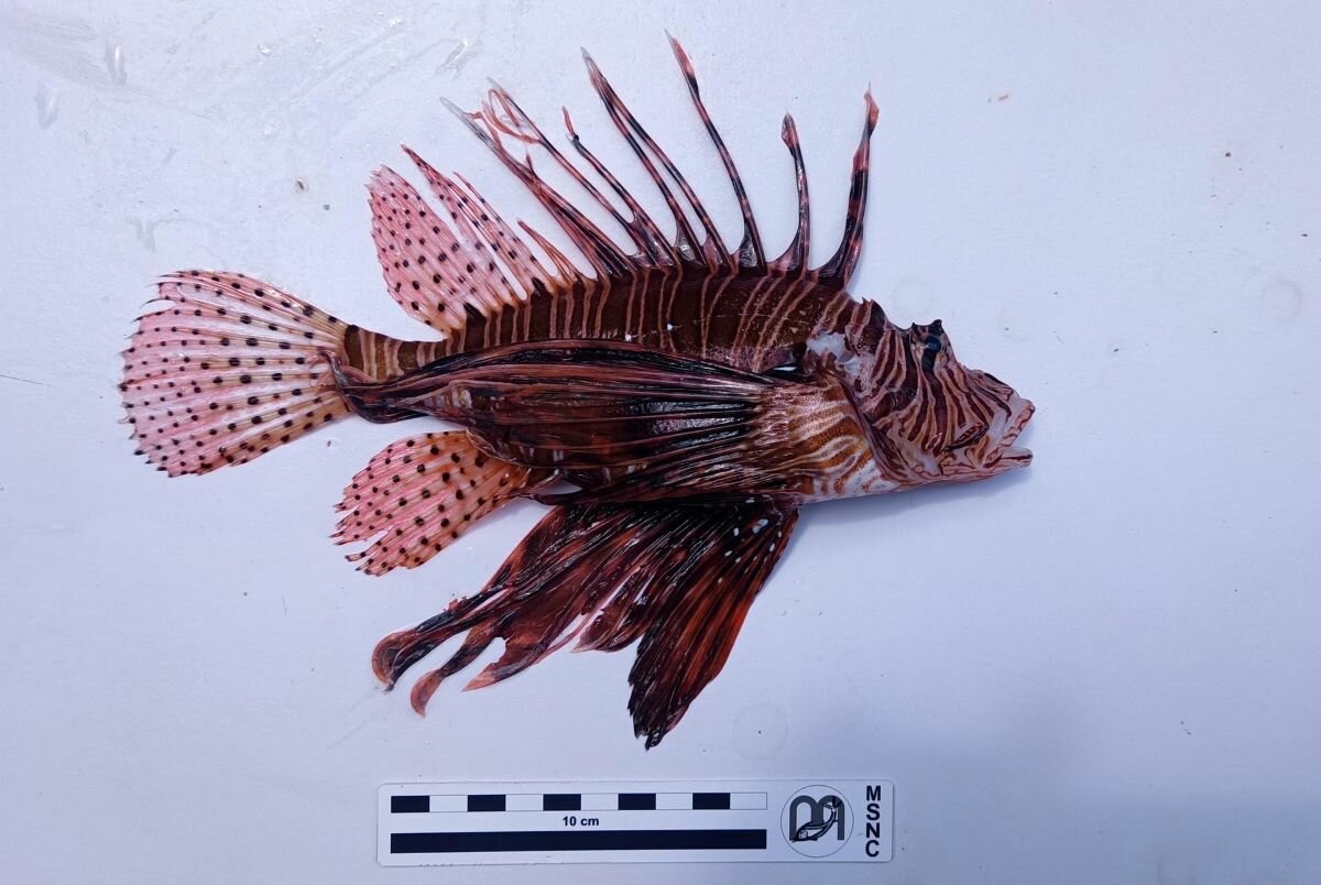 Biodiversit&agrave; marina: nel ragusano segnalato per la prima volta un pesce scorpione