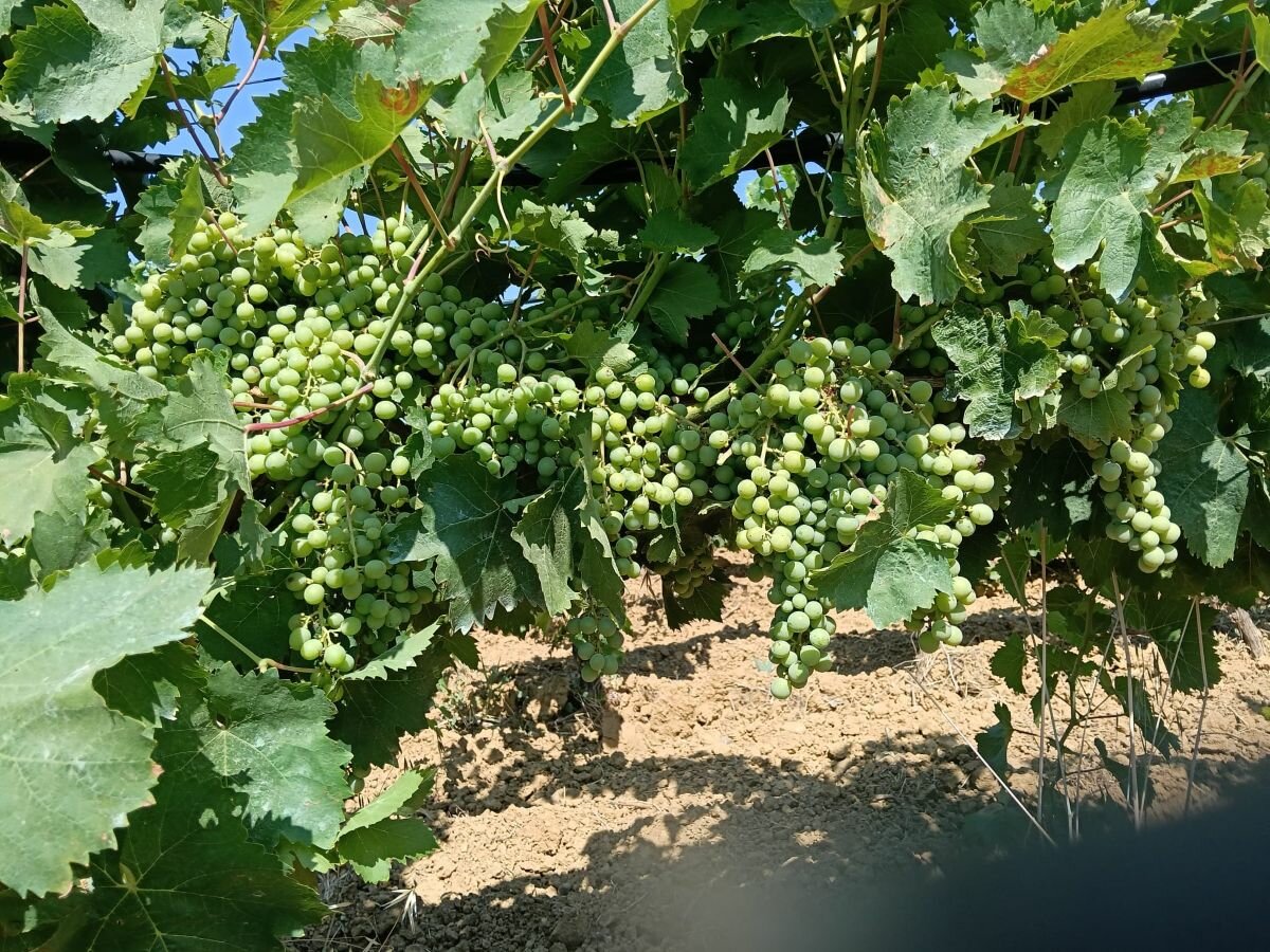 Vendemmia 2026, Cia Sicilia Occidentale: 'Meno uva, ma qualità eccellente'