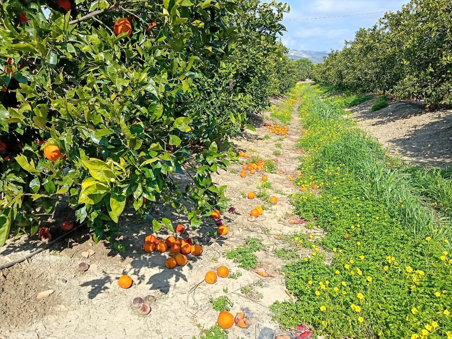 Ciclone Harry: 'Agricoltura sempre pi&ugrave; in ginocchio!'