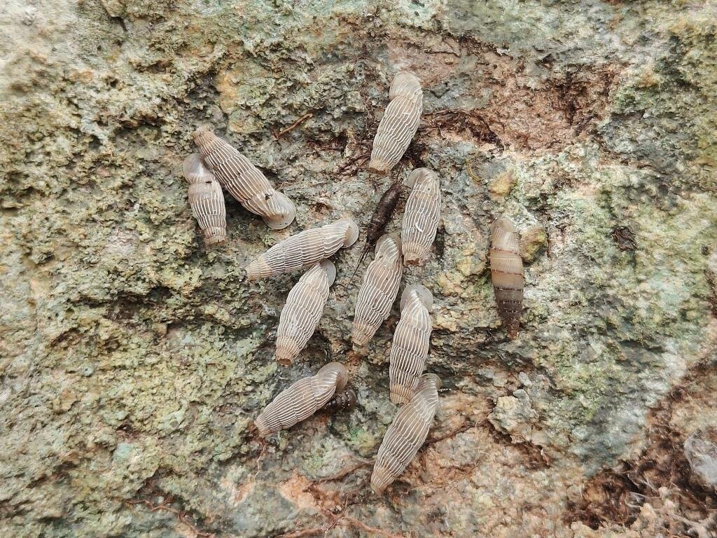 La biodiversit&agrave; nascosta della Sicilia