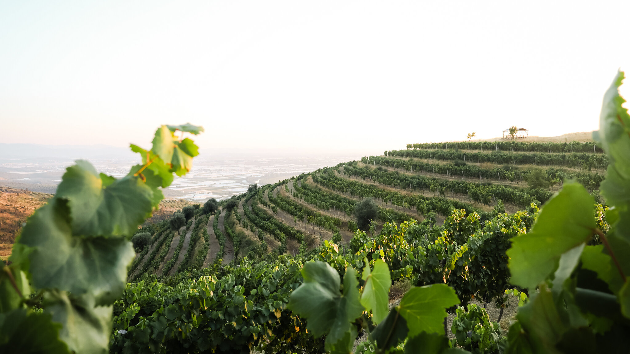 I vini rossi di Çobo Winery raccontano la forza dei vigneti di Berat, la città albanese dalle mille finestre