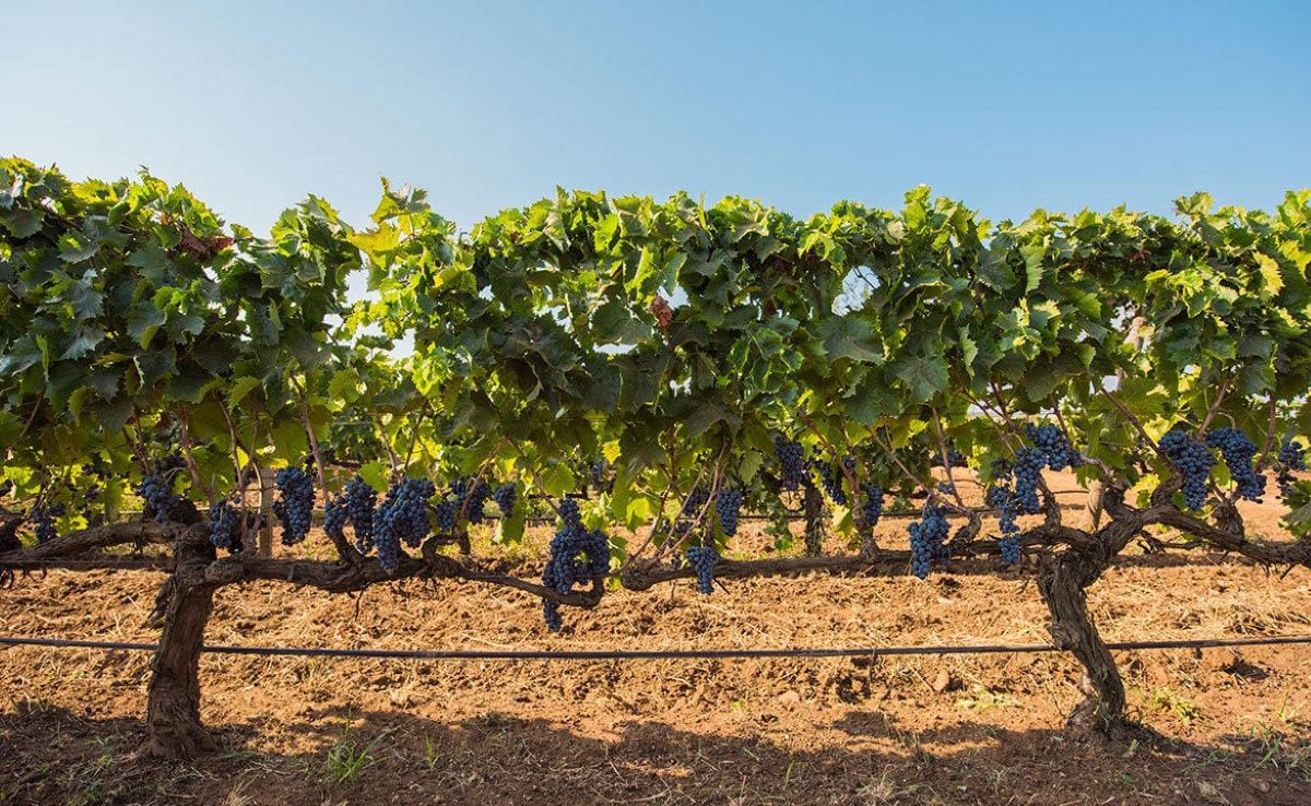 Santa Tresa celebra la Festa della Donna con visite per i wine lover e pranzi dautore