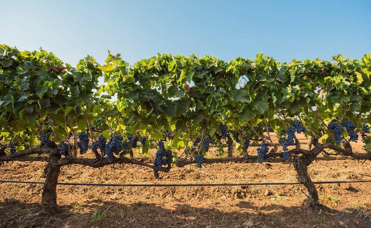 Santa Tresa celebra la Festa della Donna con visite per i wine lover e pranzi d’autore Santa Tresa celebra la Festa della Donna con visite per i wine lover e pranzi d’autore
