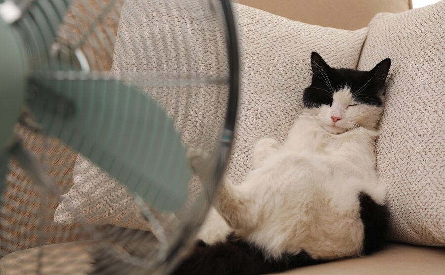 Estate 2026, il caldo arriva sempre prima per i nostri animali: come proteggerli