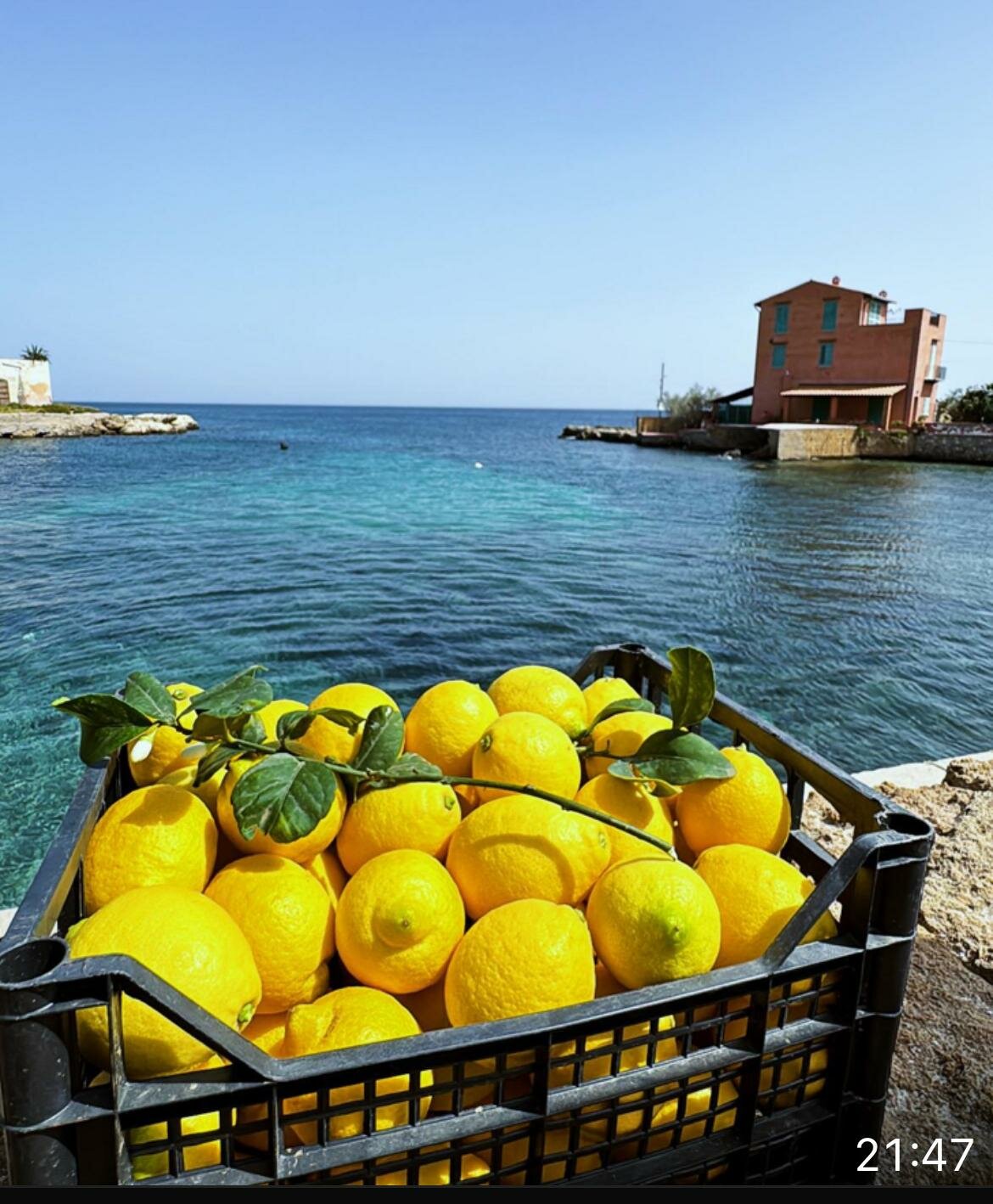 Il limone siciliano della Piana di Bagheria nuovo Presidio Slow Food Il limone siciliano della Piana di Bagheria nuovo Presidio Slow Food