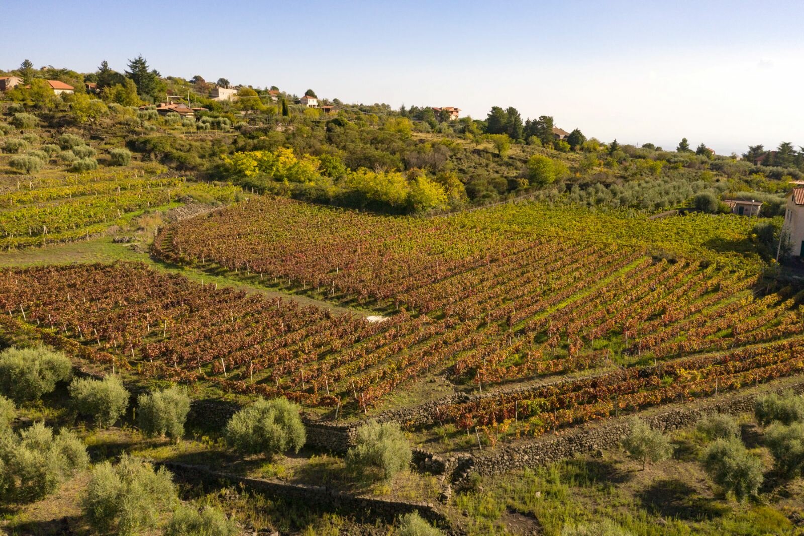 Viticoltura, per l'azienda Benanti una nuova serie di riconoscimenti