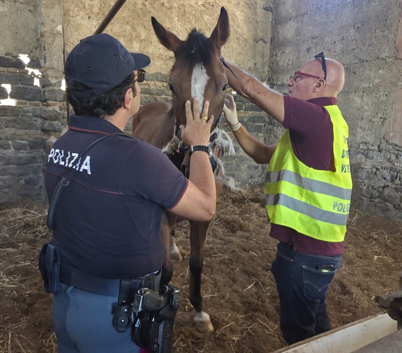 Polizia di Stato scopre una stalla abusiva con 4 cavalli senza microchip