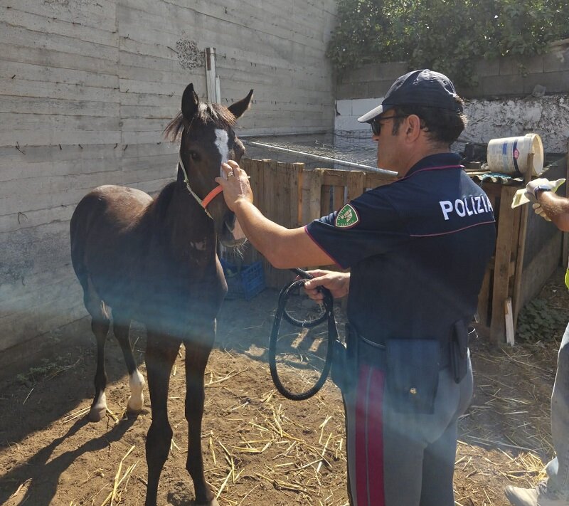 In una stalla abusiva a Picanello teneva ricoverati un cavallo e un puledro di soli sei mesi