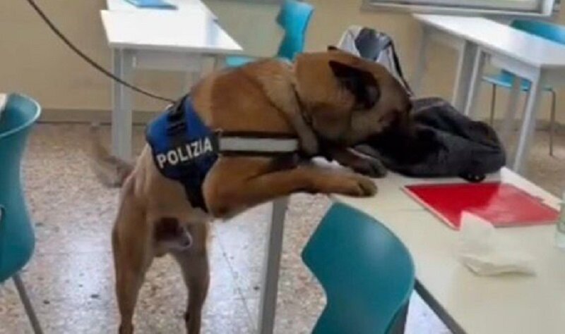 La squadra Cinofili della Polizia di Stato tra i banchi di scuola La squadra Cinofili della Polizia di Stato tra i banchi di scuola