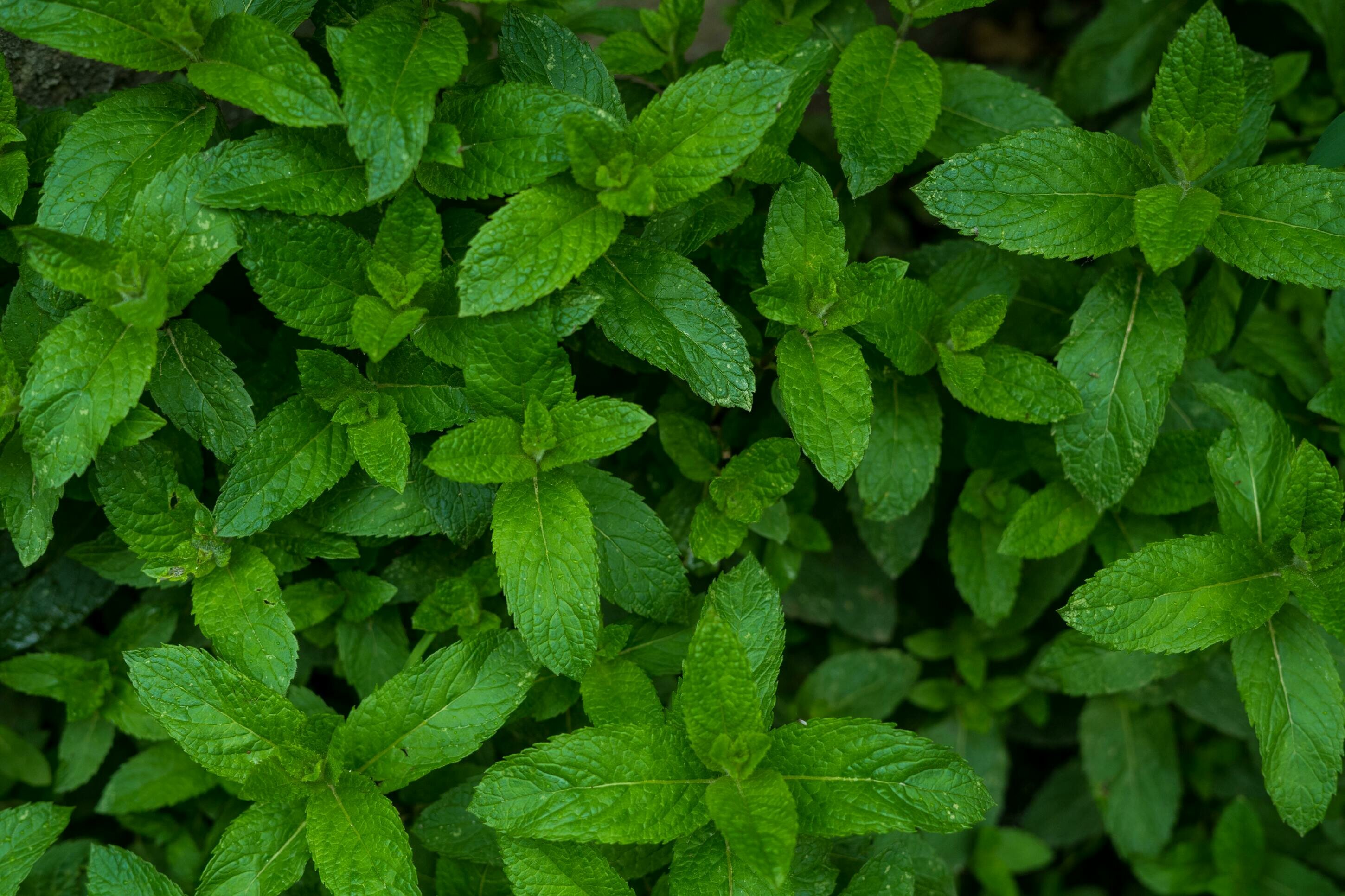 SOS Zanzare: le piante alleate del giardino SOS Zanzare: le piante alleate del giardino