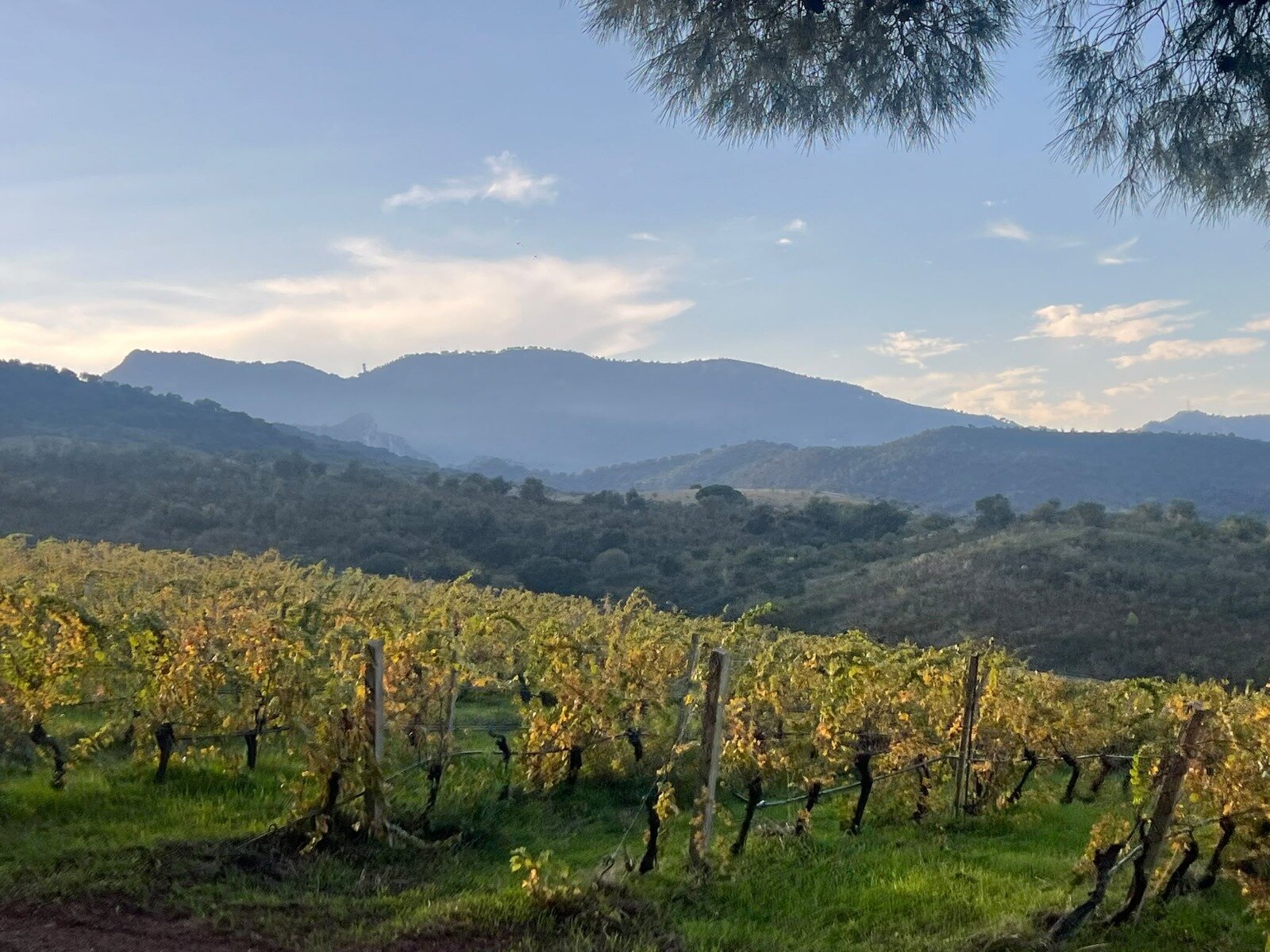 Sampucha 'Autunno in Cantina', gran finale tra Sambuca di Sicilia e Marsala: l ...