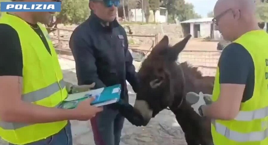 Scoperta dalla Polizia di Stato in contrada Coda Volpe una fattoria abusiva