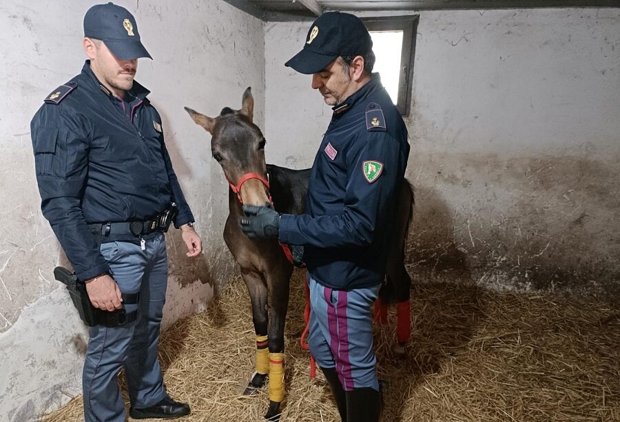 Scoperta dalla Polizia di Stato una stalla abusiva nel quartiere Villaggio Sant’Agata
