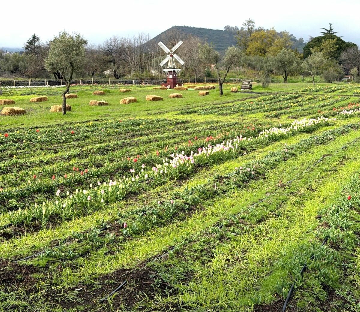 A Viagrande il pi&ugrave; grande TuliPark del Sud Italia