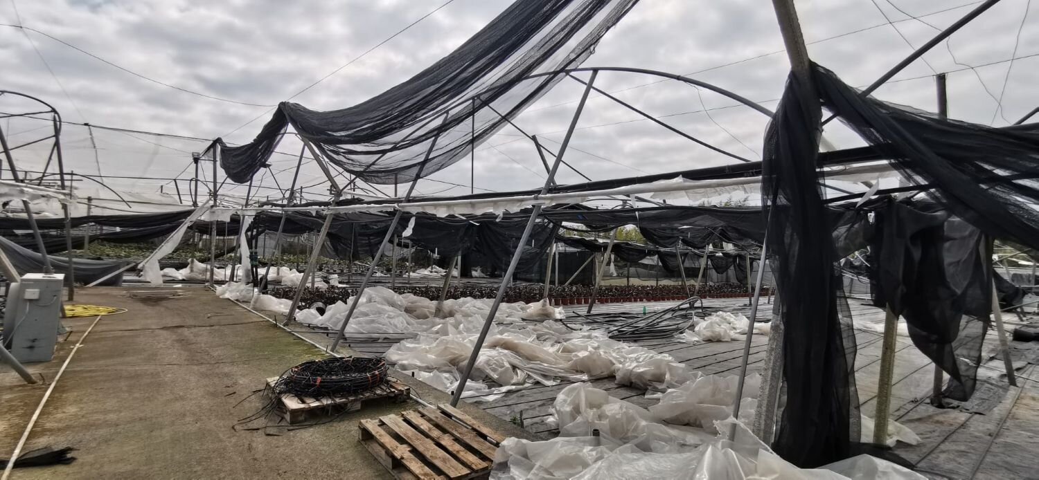 Reportage danni Piana di Catania tra agrumeti e serre florovivaistiche