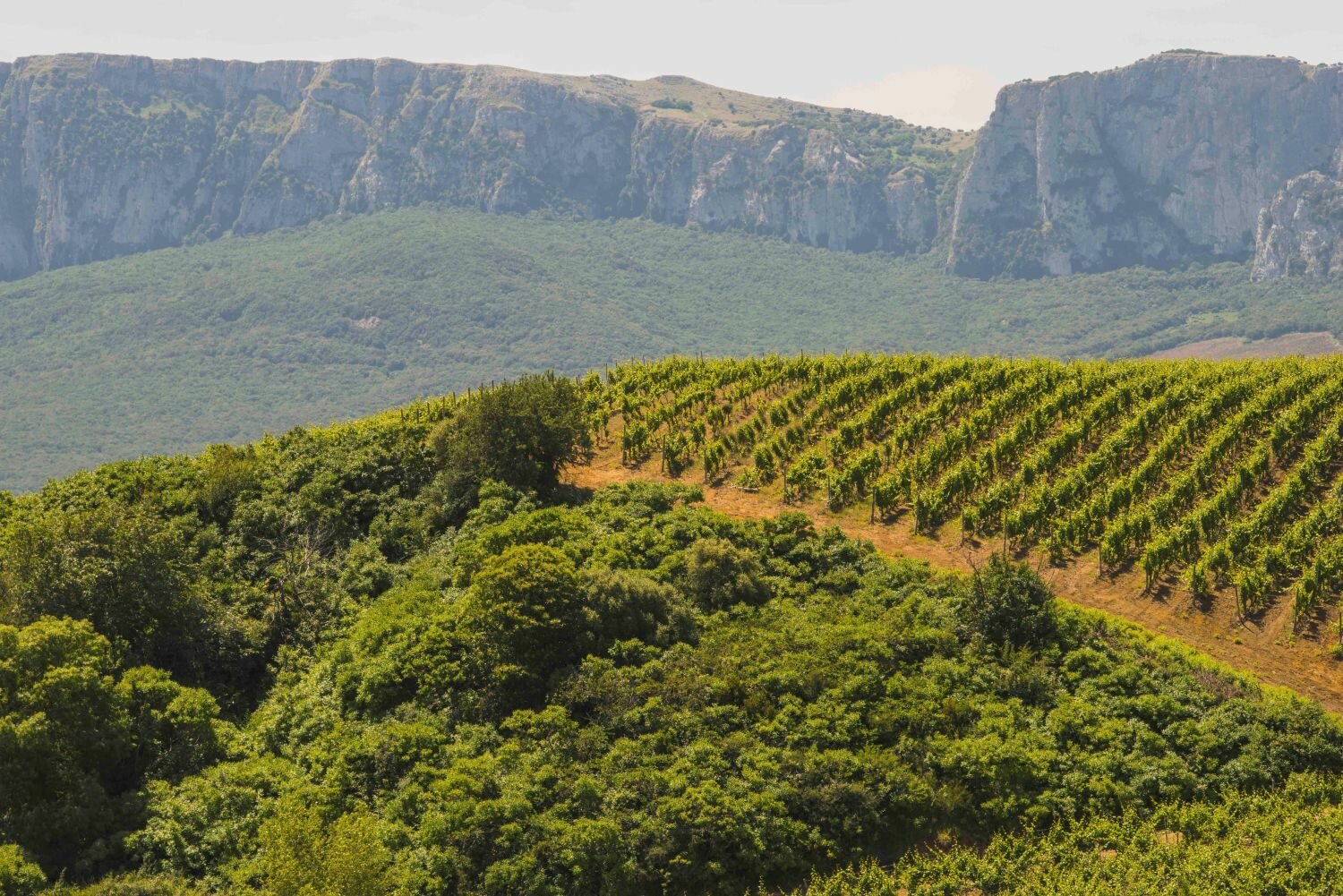 Al via la vendemmia 2026 della DOC Sicilia
