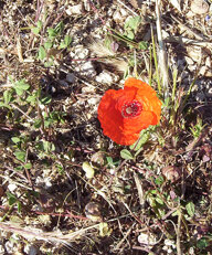 avola antica 25 aprile 08 019.jpeg