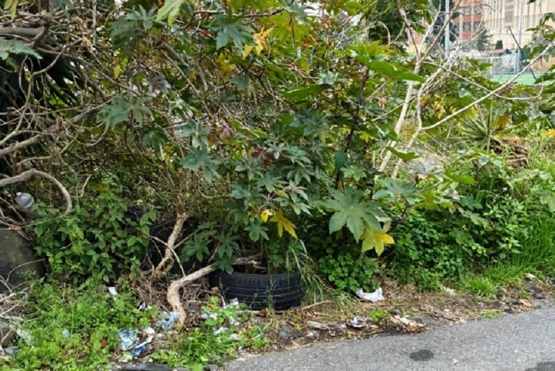 Via Verrotti e via Dei Salesiani, a “Borgo-Sanzio”, tra incuria, disservizi e degrado, consigliera Cerri: “Servono interventi urgenti”