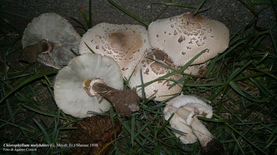 Stagione di Funghi, riapre l&rsquo;Ispettorato Micologico dell&rsquo;Asp di Catania