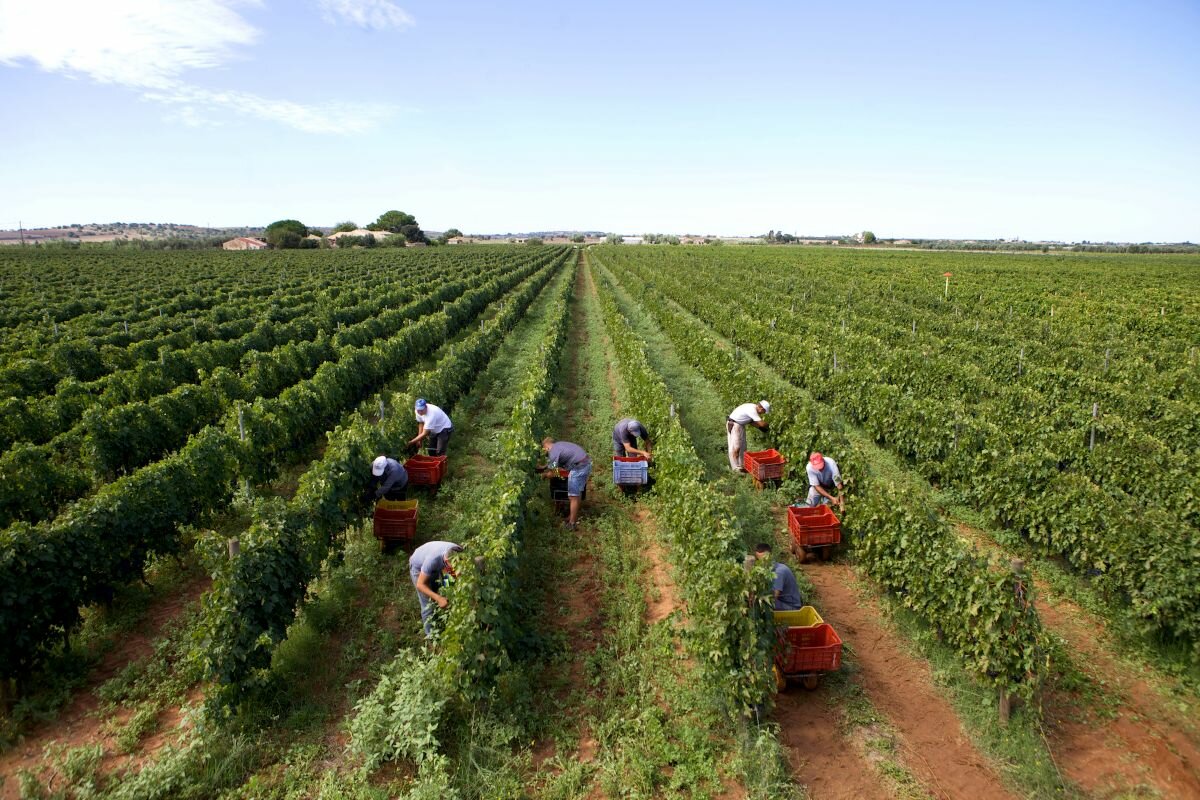 vendemmia.jpeg vendemmia.jpeg