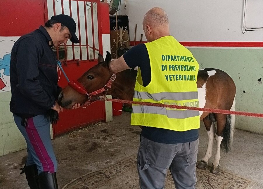 Scoperte dalla Polizia di Stato due stalle abusive a San Cristoforo