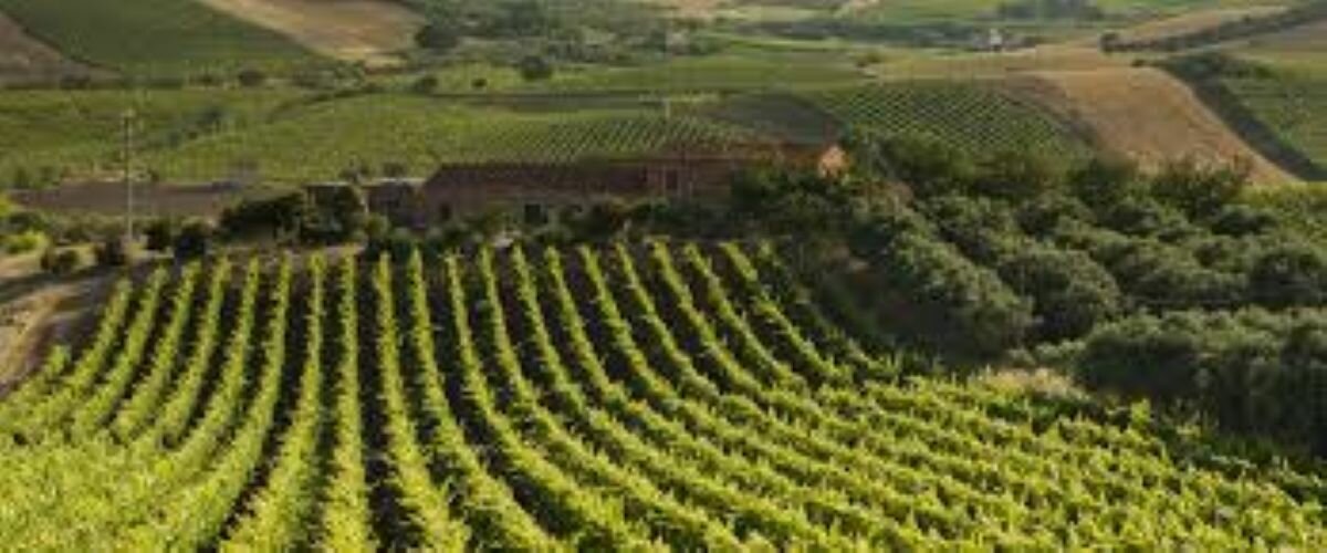 Monreale Wine DOC, il 12 giugno giornata dedicata alla cultura e tradizioni del territorio Monreale Wine DOC, il 12 giugno giornata dedicata alla cultura e tradizioni del territorio