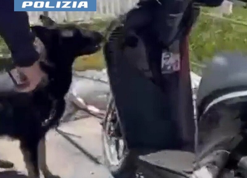 --“briska”-fiuta-la-droga-nello-scooter-28enne-trovato-con-200-grammi-di-marijuana-e-hashish.-arrestato-dalla-polizia-di-stato-2.jpeg --“briska”-fiuta-la-droga-nello-scooter-28enne-trovato-con-200-grammi-di-marijuana-e-hashish.-arrestato-dalla-polizia-di-stato-2.jpeg