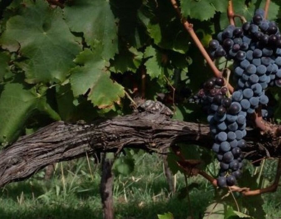 Vinitaly 2026, la Sicilia dal 12 al 15 aprile protagonista a Verona con 164 cantine